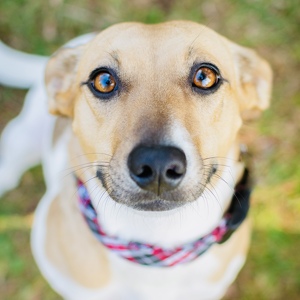 Fundraising Page: Piper PAC Alum Gosselin